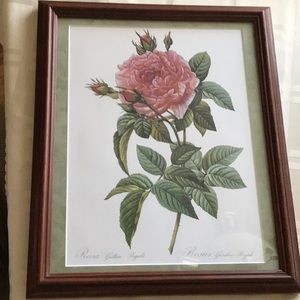 NWOT Professionally framed Botanical print